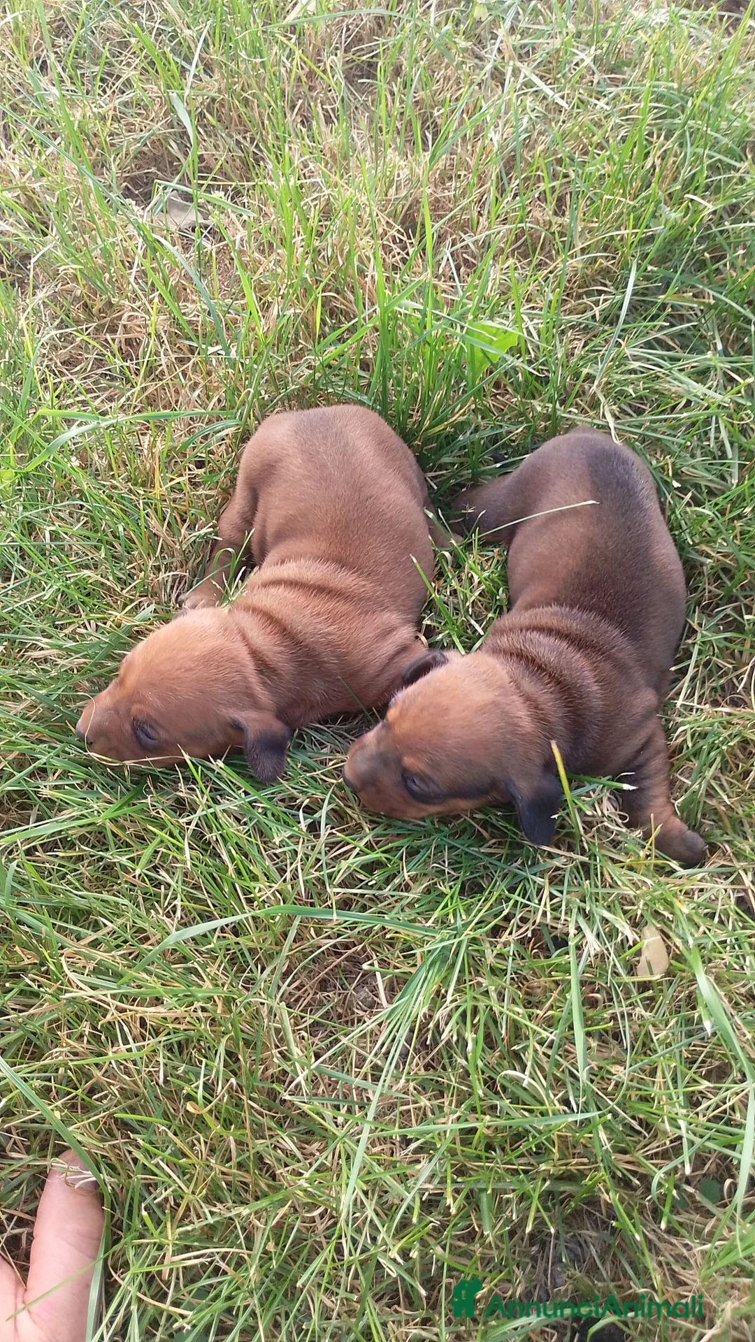 Meticcio cani in vendita: Bassotto fulvo carbonato - Annuncio 4