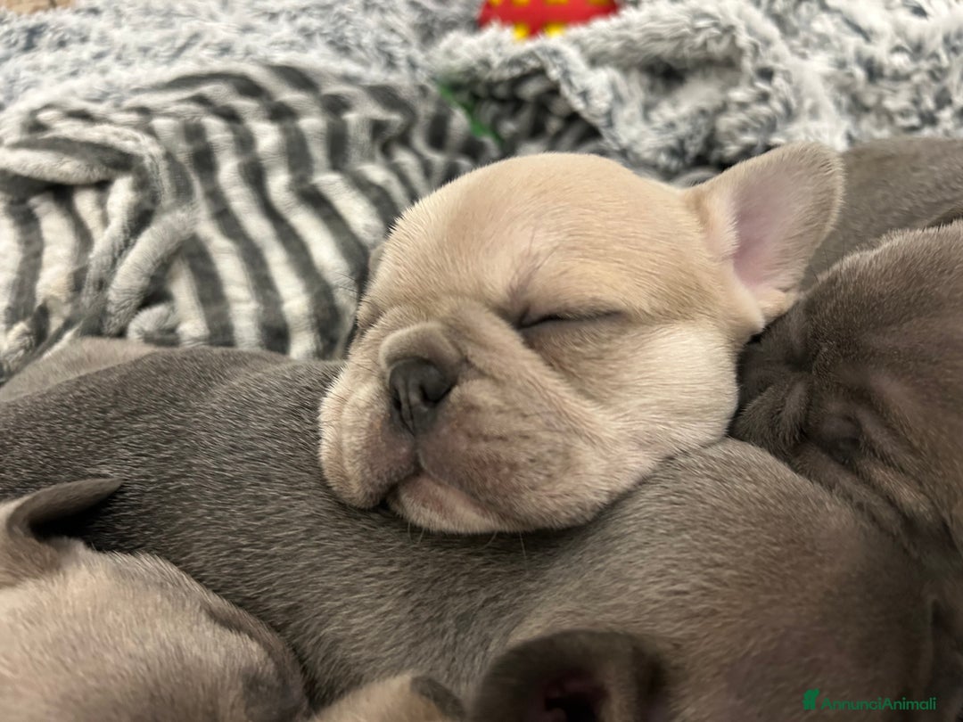 Bulldog Francese cani in vendita: Bulldog Francesi Blue  - Annuncio 4