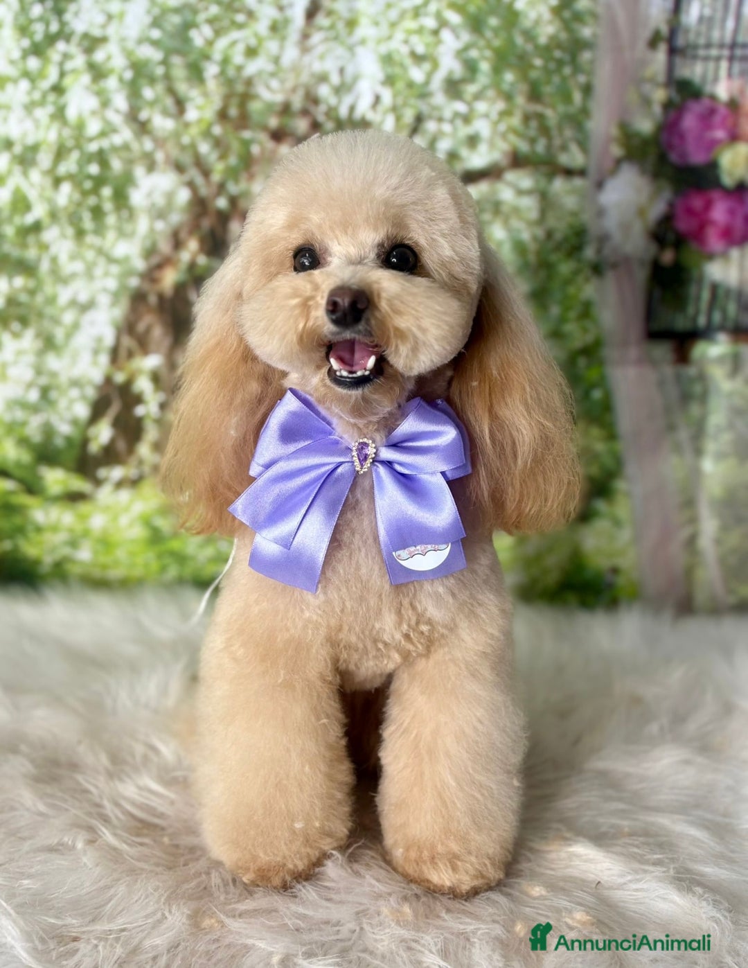 Barboncino Toy cani in vendita: Barboncino fulvo maschio  - Annuncio 3