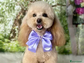 Barboncino Toy cani Barboncino fulvo maschio - Annuncio 2