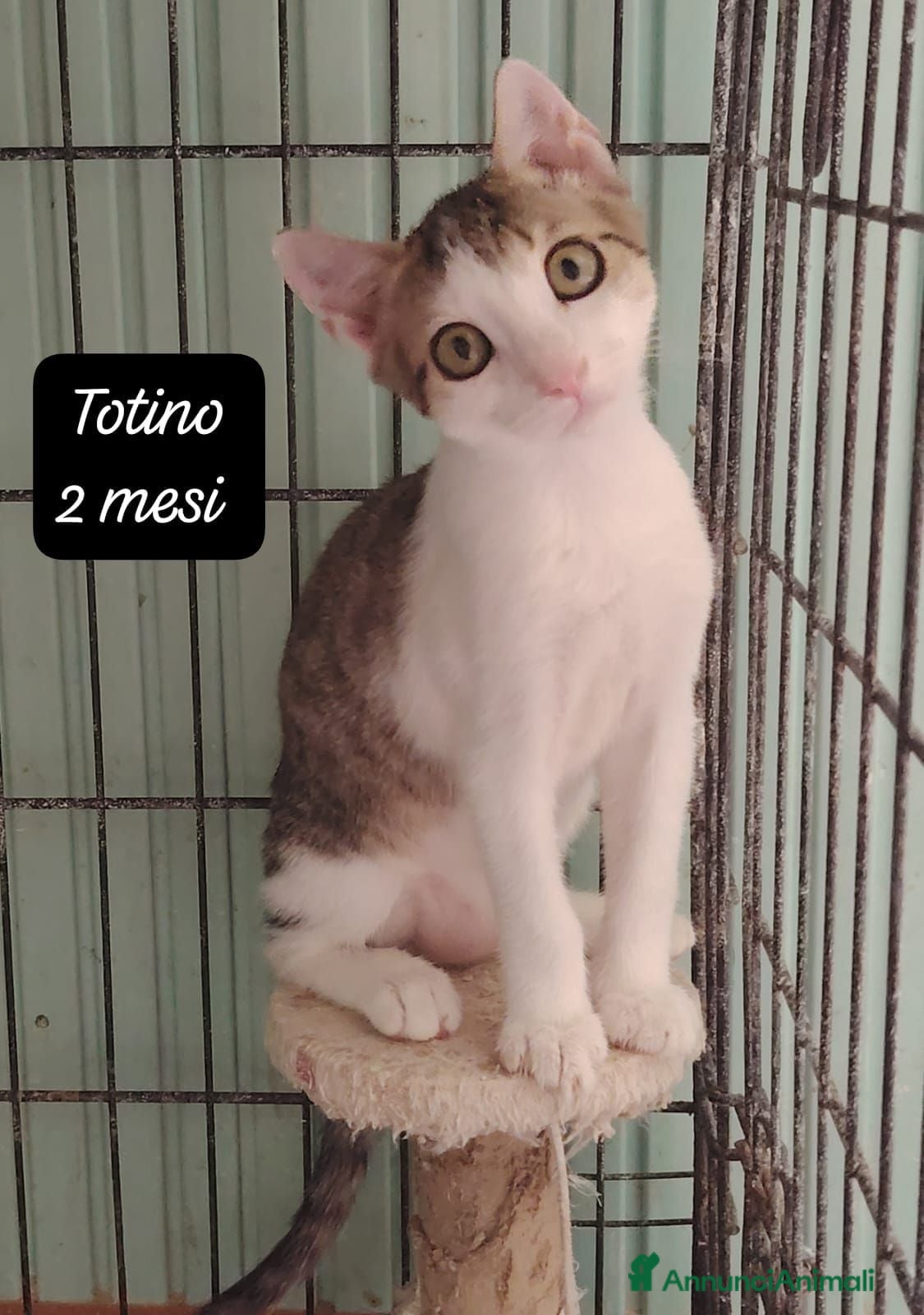 Meticcio gatti Gattini destinati alla colonia  - Annuncio 5