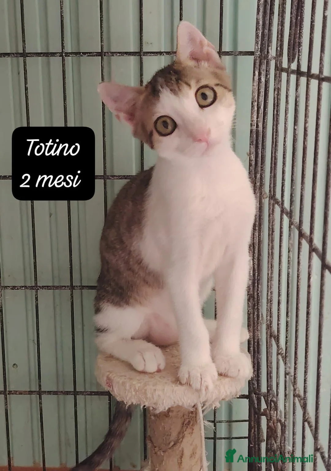 Meticcio gatti in regalo: Gattini destinati alla colonia  a Provincia di Ferrara - Annuncio 1