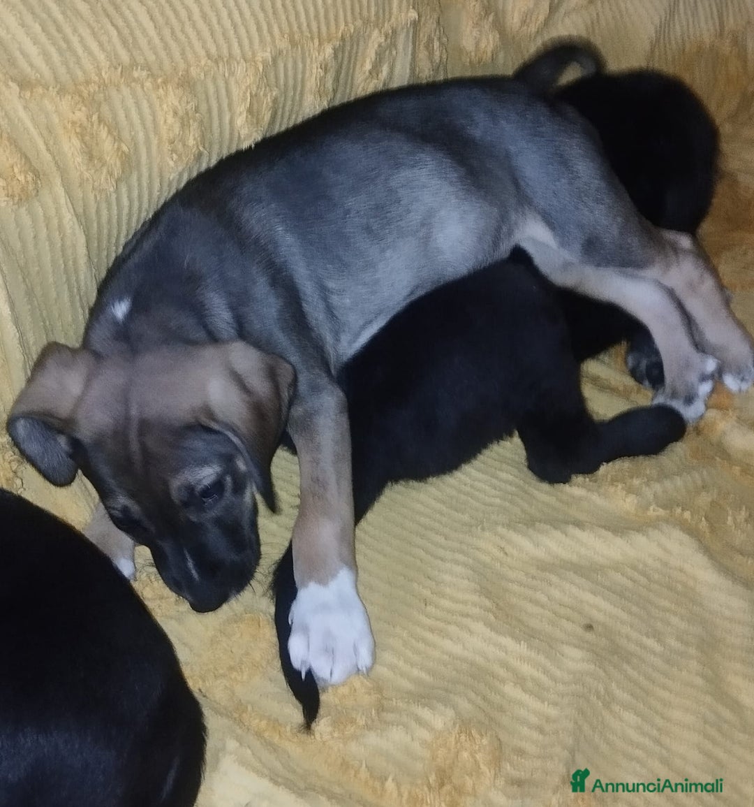 Meticcio cani in regalo: Regalo 3 cuccioli - Annuncio 9