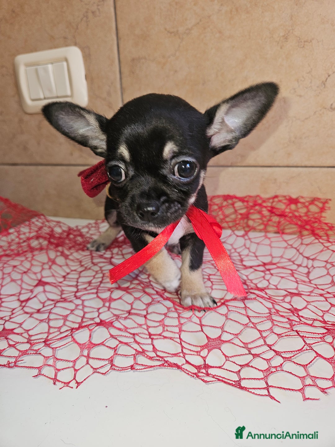 Chihuahua cani in vendita: Chihuahua toy maschera nera - Annuncio 5