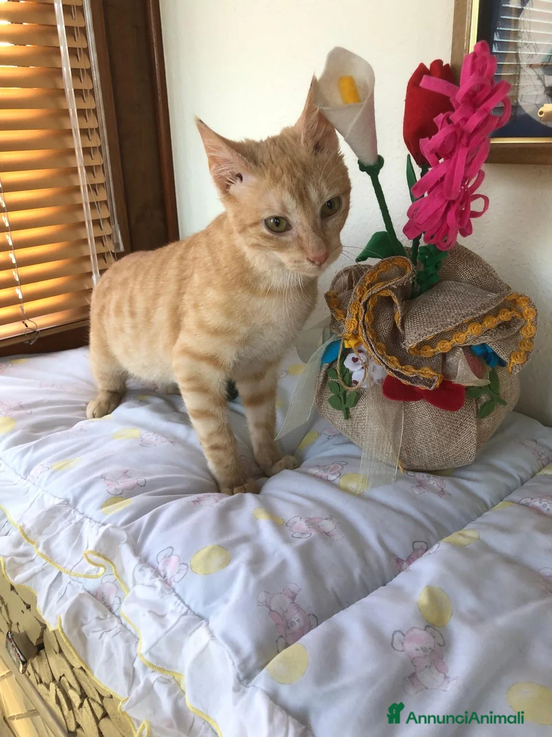 Meticcio gatti in regalo: GATTINO COCCOLONE - Annuncio 11