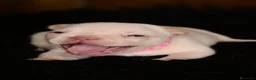 Bulldog Francese cani in vendita: Cucciola di bulldog francese - Annuncio 11