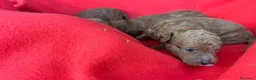 Barboncino cani in vendita: Cuccioli Barboncini red toy - Annuncio 1