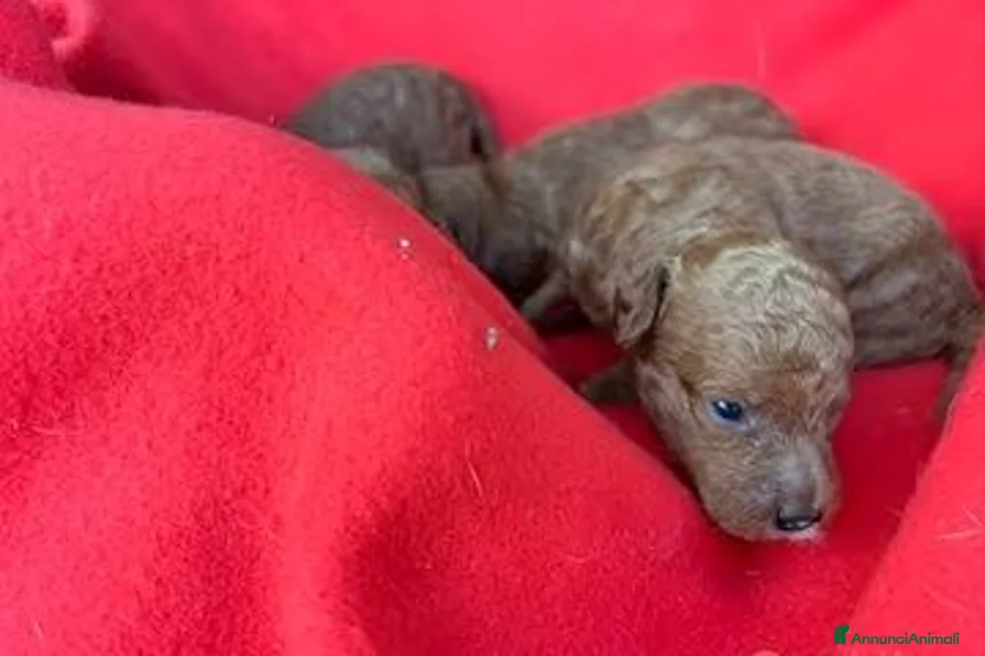 Barboncino cani in vendita: Cuccioli Barboncini red toy - Annuncio 1