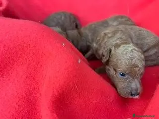 Barboncino cani Cuccioli Barboncini red toy - Annuncio 6