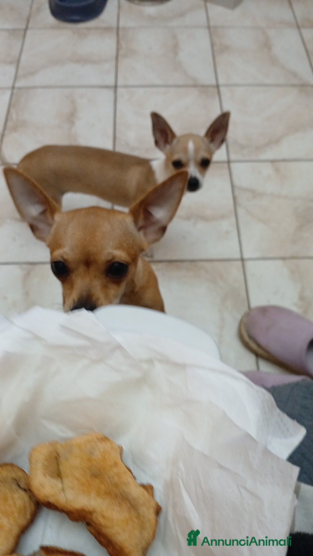 Chihuahua cani in vendita: Cuccioli di Chihuahua - Annuncio 7