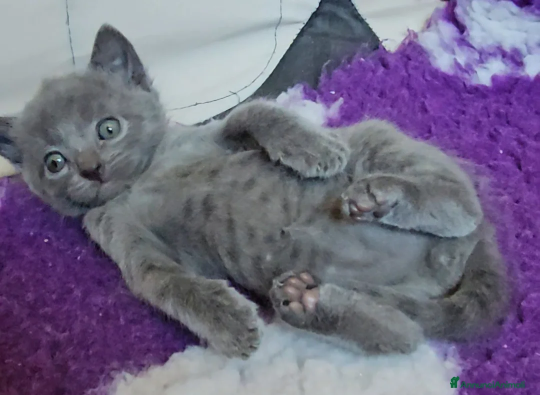 Certosino gatti in vendita: cuccioli di razza certosino da allevamento  - Annuncio 2