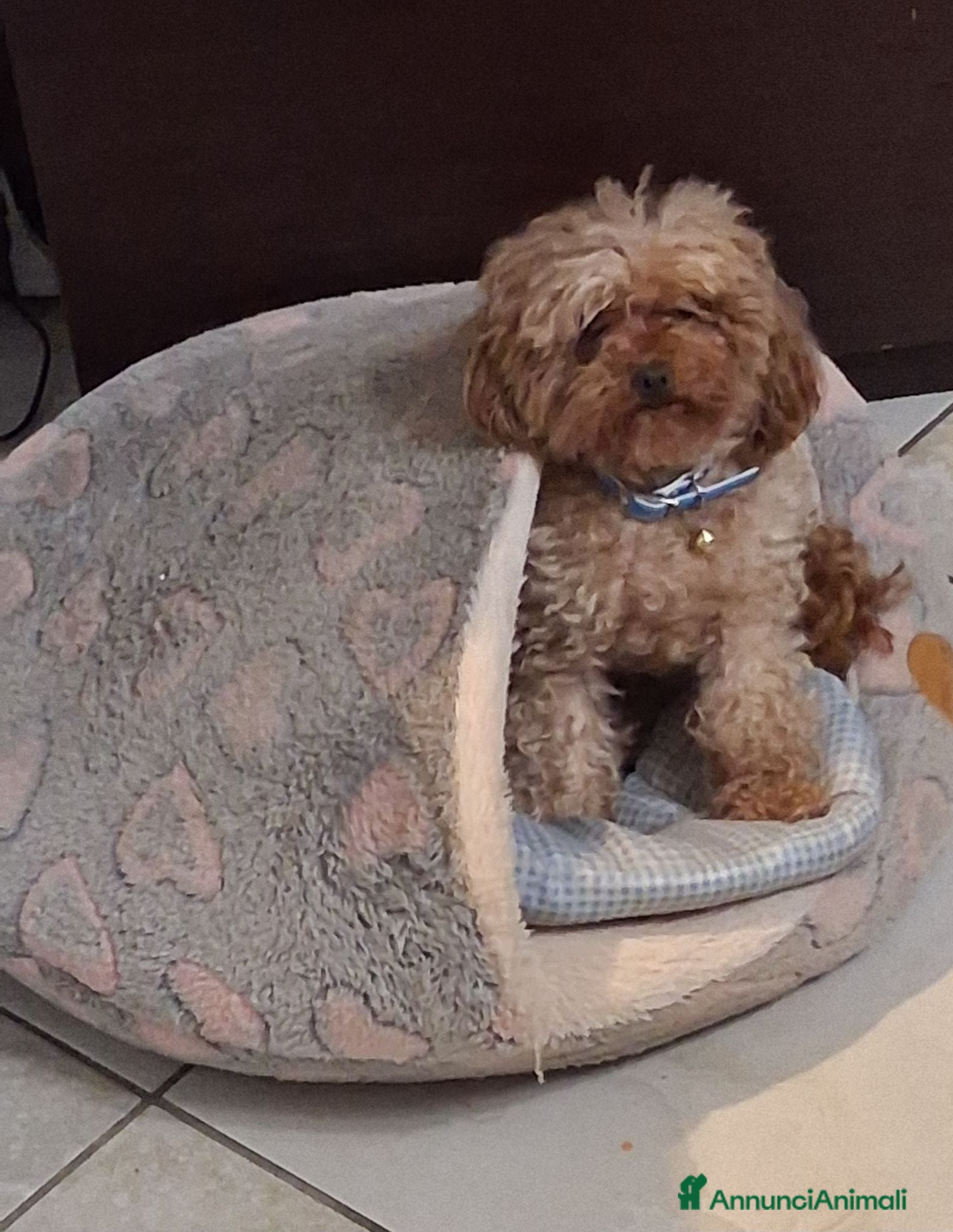 Barboncino Toy cani Cuccioli di barboncino  mini mini toy  - Annuncio 4