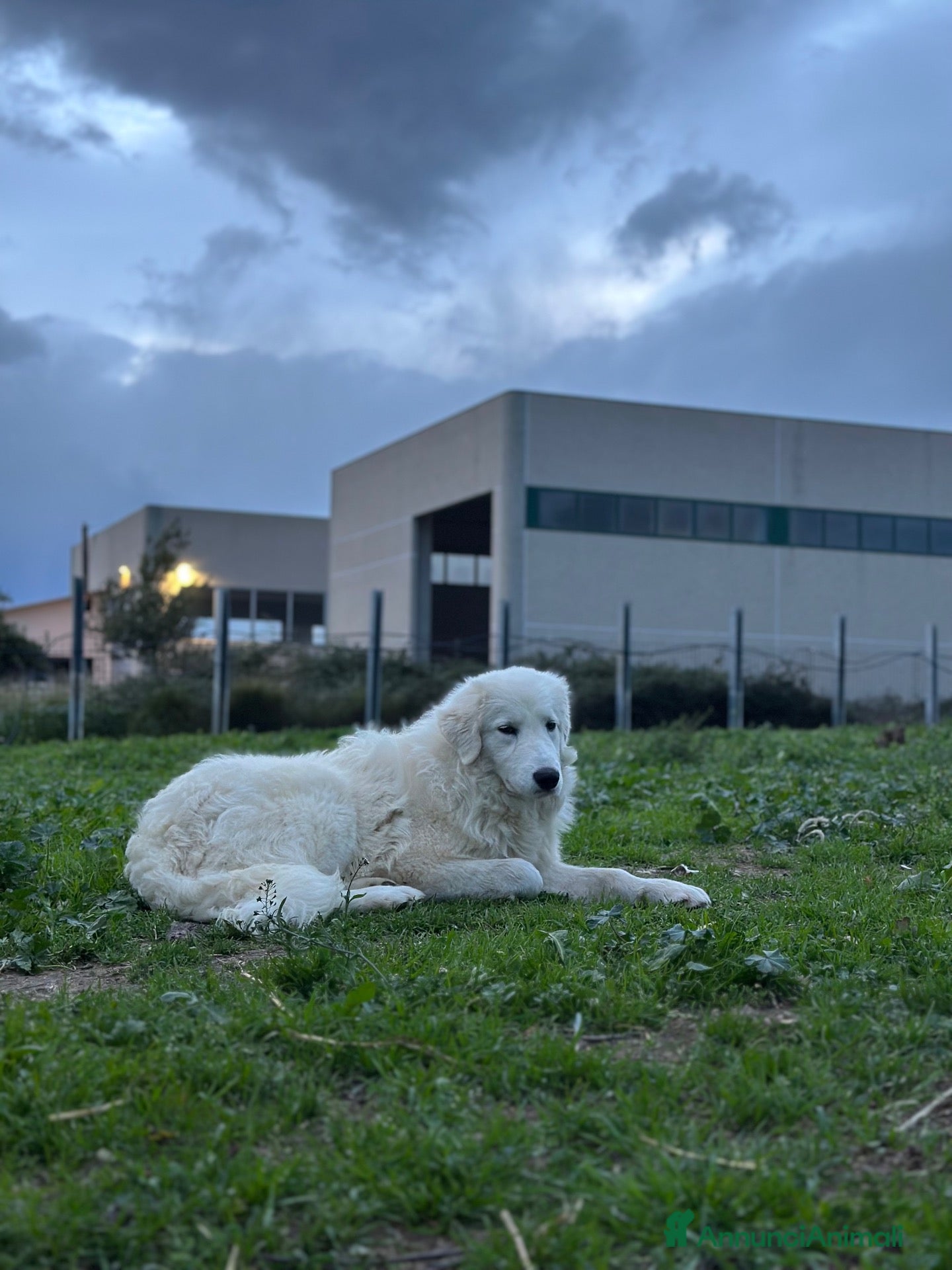 Pastore Abbruzzese Maremmano cani Cuccioli maschi di pastore abruzzese - Annuncio 23