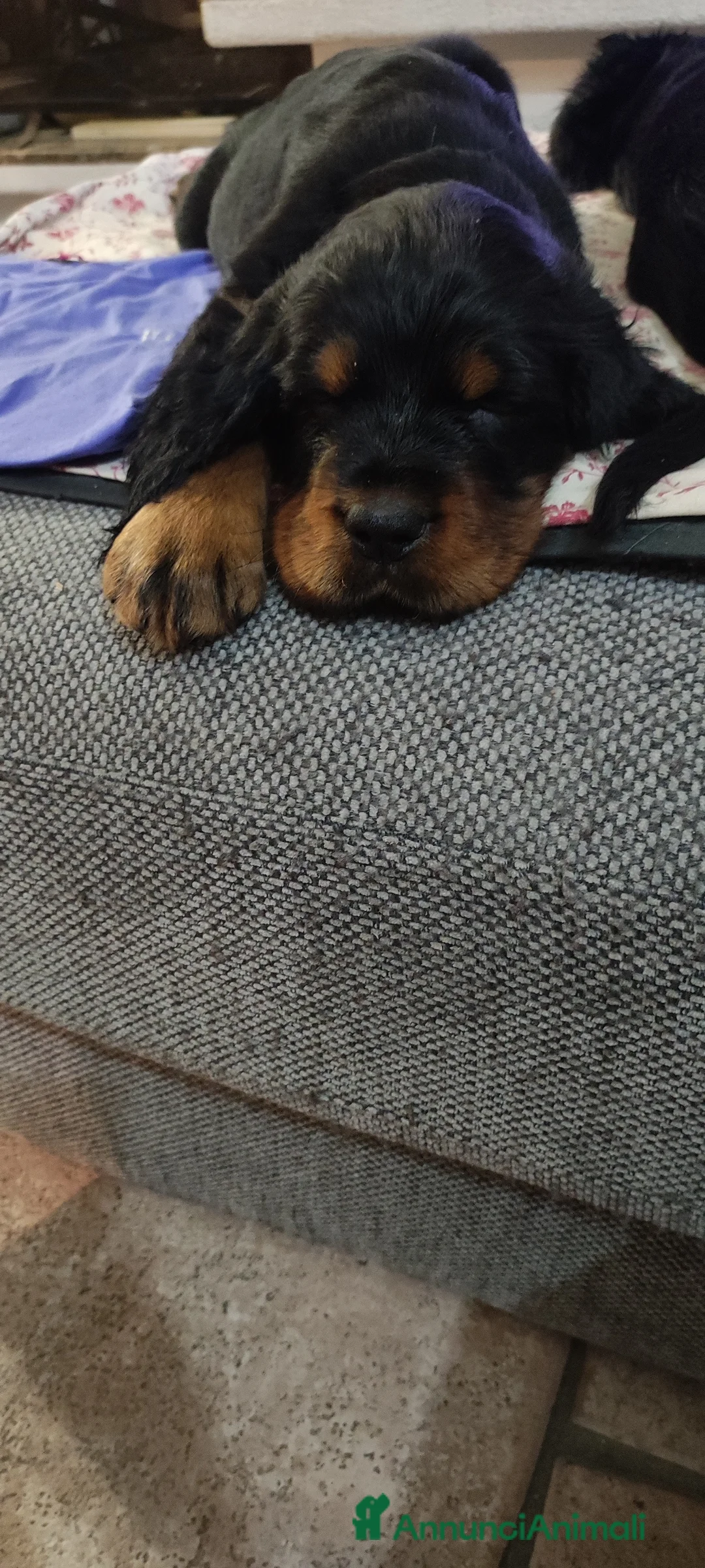 Setter Gordon cani in vendita: Setter Gordon  - Annuncio 13