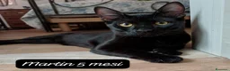 Europeo gatti in regalo: Tanti gattini desiderosi di trovare famiglia  a Provincia di Bergamo - Annuncio 7