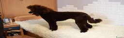 Barboncino cani in vendita: Cucciola di Barbone Reale color cioccolato 🤎 - Annuncio 7