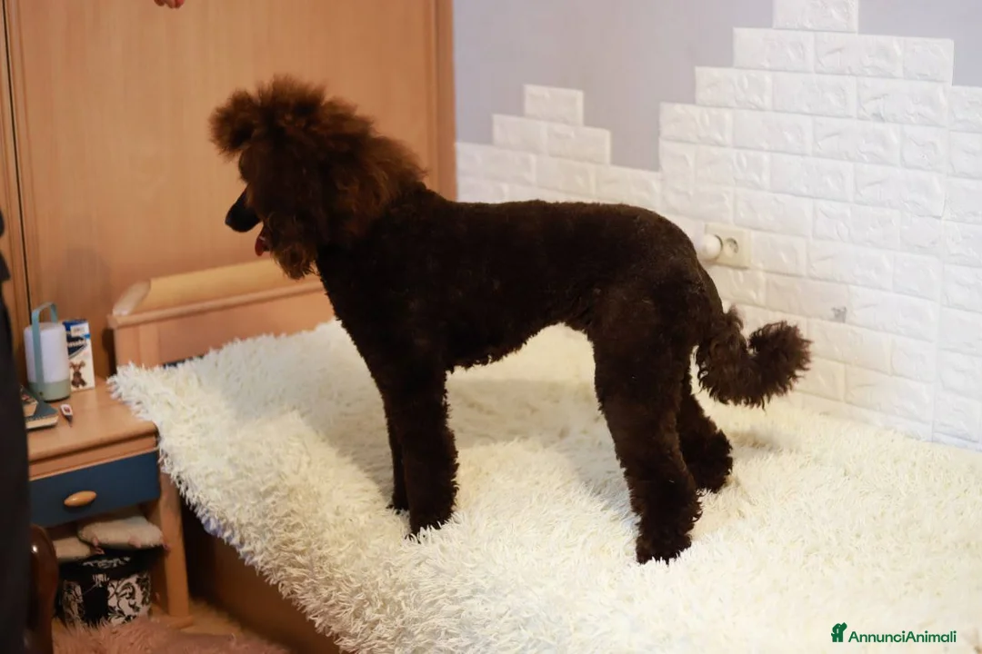 Barboncino cani in vendita: Cucciola di Barbone Reale color cioccolato 🤎 - Annuncio 7