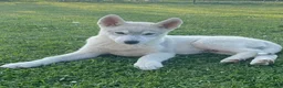 Husky cani in vendita: Siberian Husky, cuccioli alta genealogia  a Provincia di Ravenna - Annuncio 7