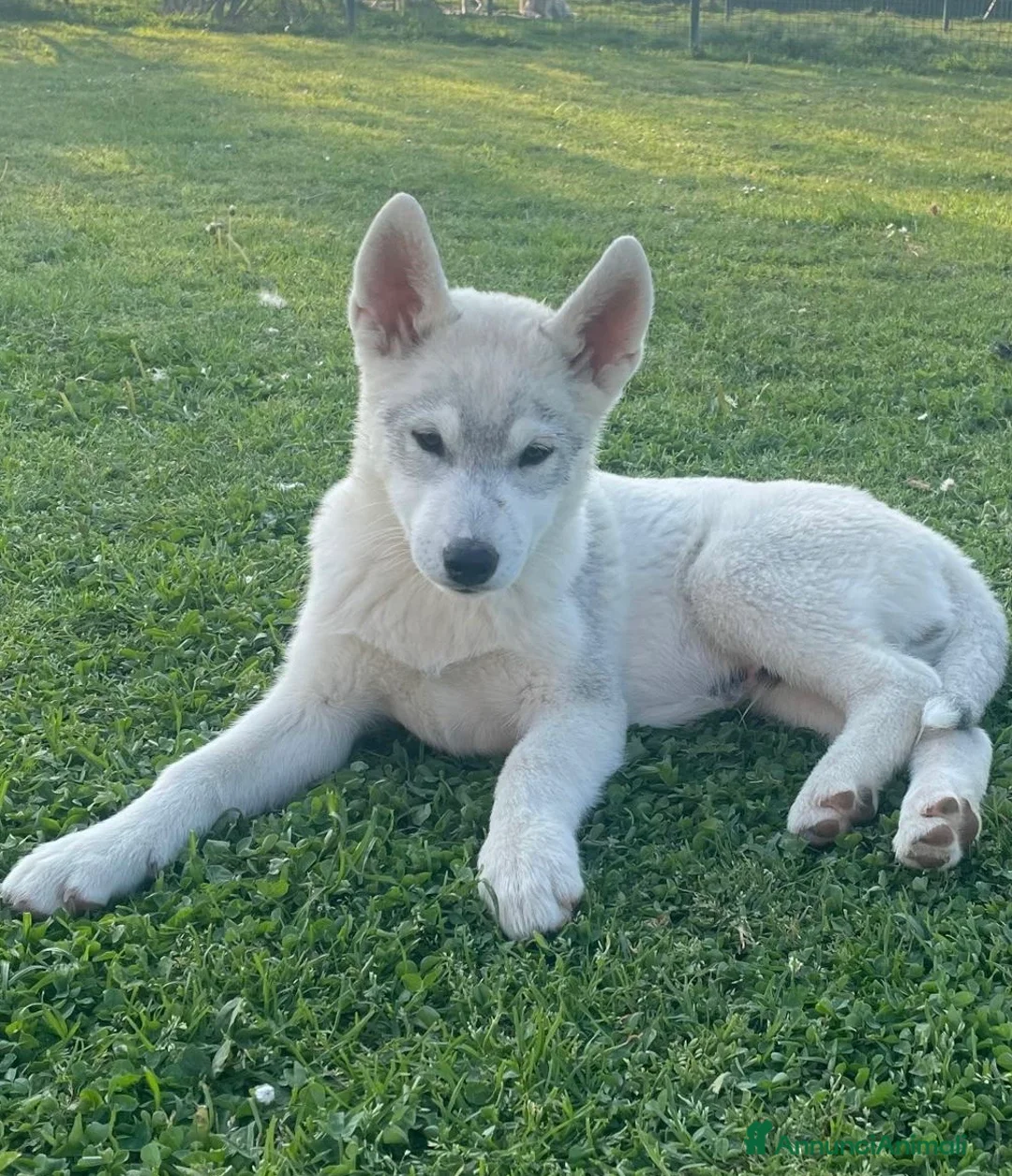 Husky cani in vendita: Siberian Husky, cuccioli alta genealogia  a Provincia di Ravenna - Annuncio 7