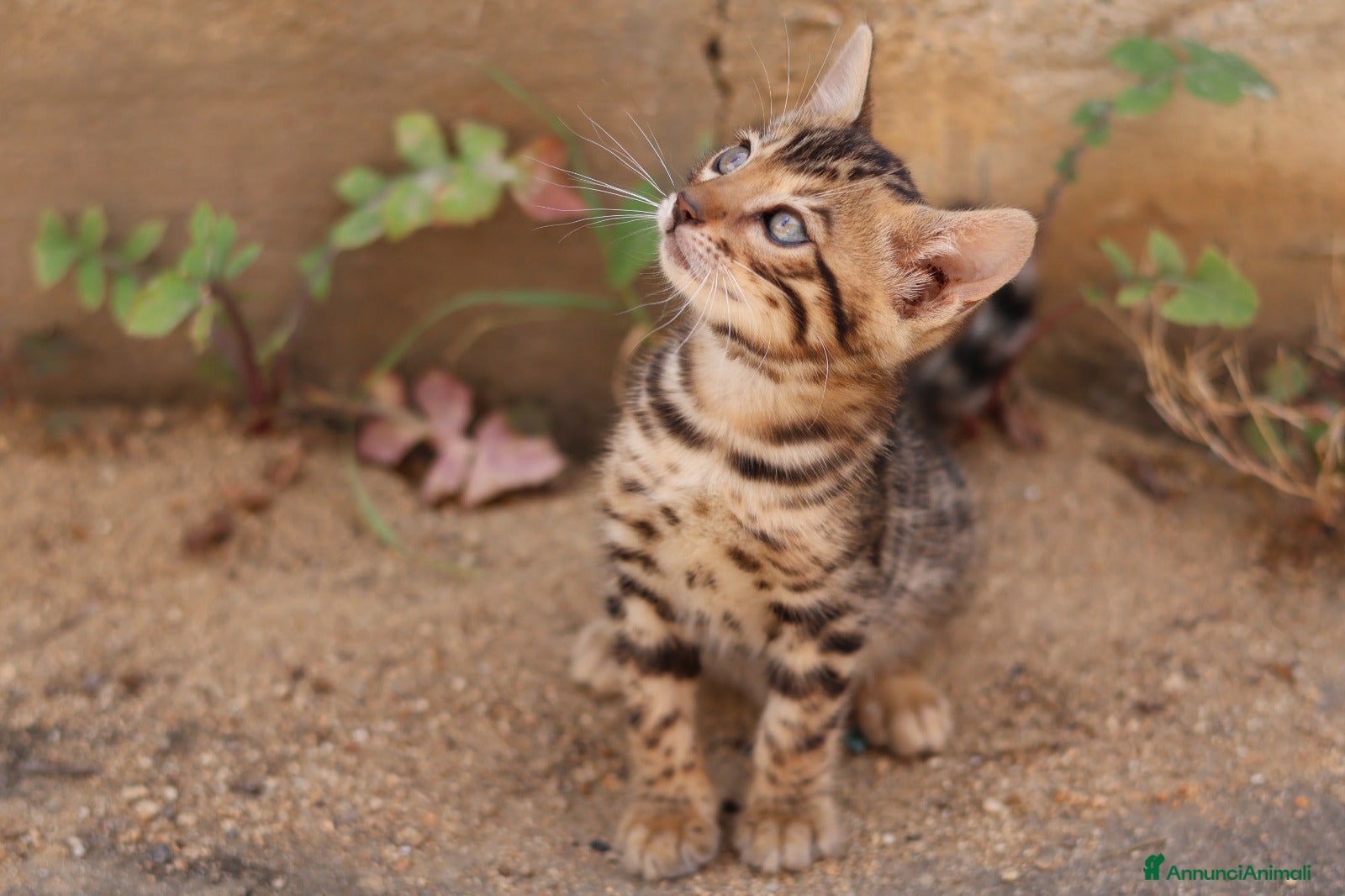 Bengala gatti Cuccioli Bengala - Annuncio 7