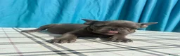 Bulldog Francese cani in vendita: Cuccioli di bulldog francese BLUE - Annuncio 19