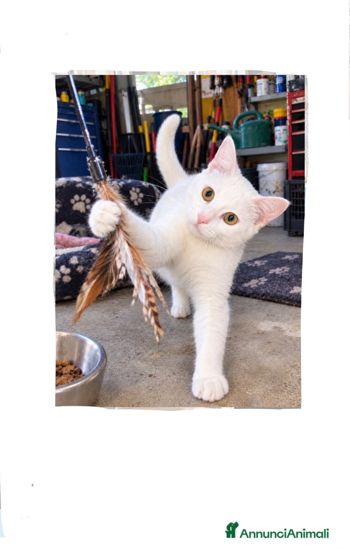 Altre razze gatti Nala 5 mesi, femmina - Annuncio 28