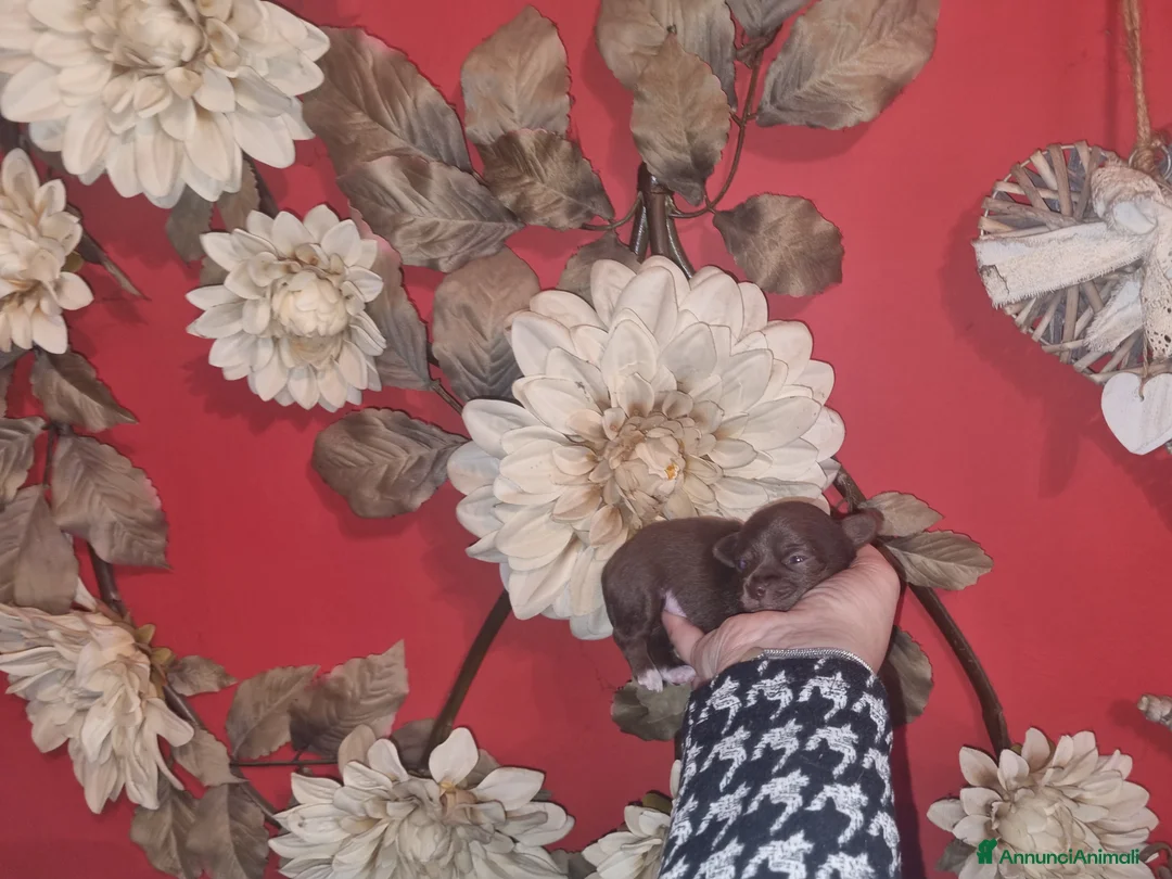 Chihuahua cani in vendita: Cuccioli di chihuahua toy  - Annuncio 2