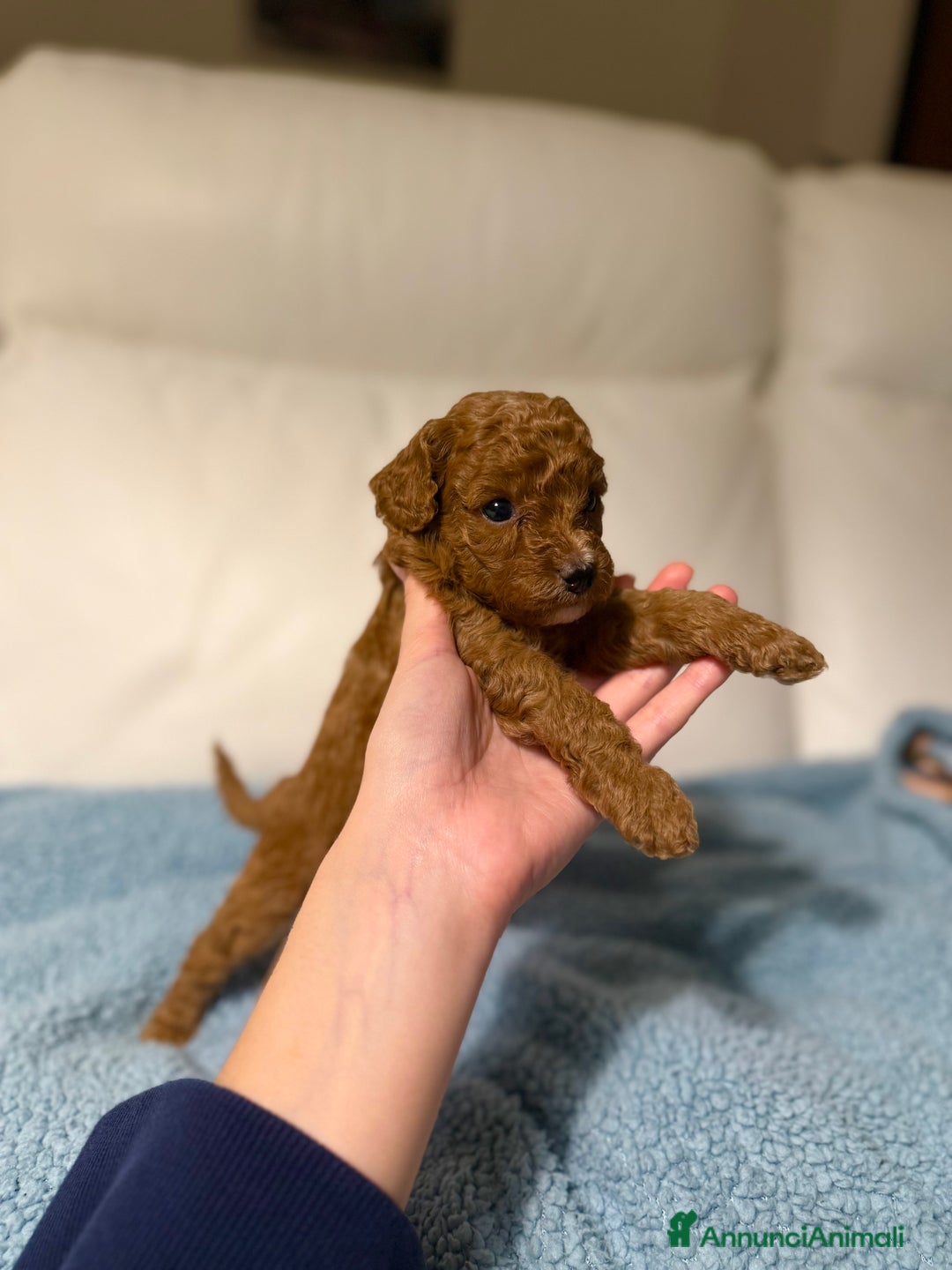 Barboncino Toy cani in vendita: Cuccioli barboncino toy e mini toy red - Annuncio 5