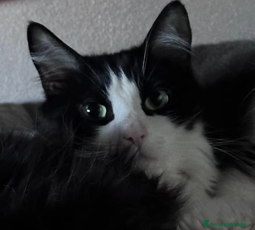 Europeo gatti in regalo: Teneri gatti in adozione, WEINE e UANA! - Annuncio 5