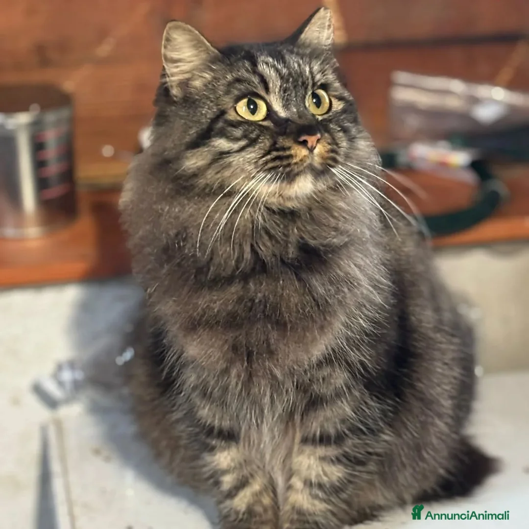 Meticcio gatti in regalo: PINA gattina dolcissima e buonissima cerca casa  - Annuncio 3