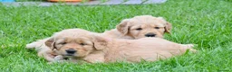 Golden Retriever cani in vendita: Allevamento professionale  cucciolata inglese - Annuncio 25