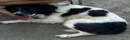 Meticcio cani in regalo: Scricciolo 8 kg, gioioso buono socievole - Annuncio 3