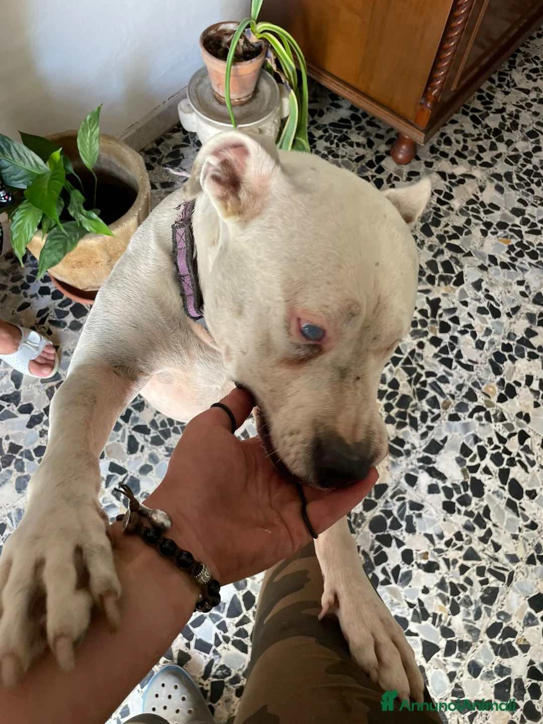 Pitbull cani in regalo: Pitbull salvata 2anni fa,ha xso 1occhio,CREMONA a Città Metropolitana di Milano - Annuncio 5