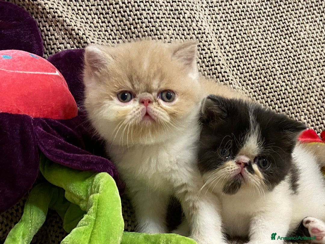 Exotic Shorthair gatti in vendita: Gattini exotic e persiani con pedigree a Provincia di Cuneo - Immagine 2