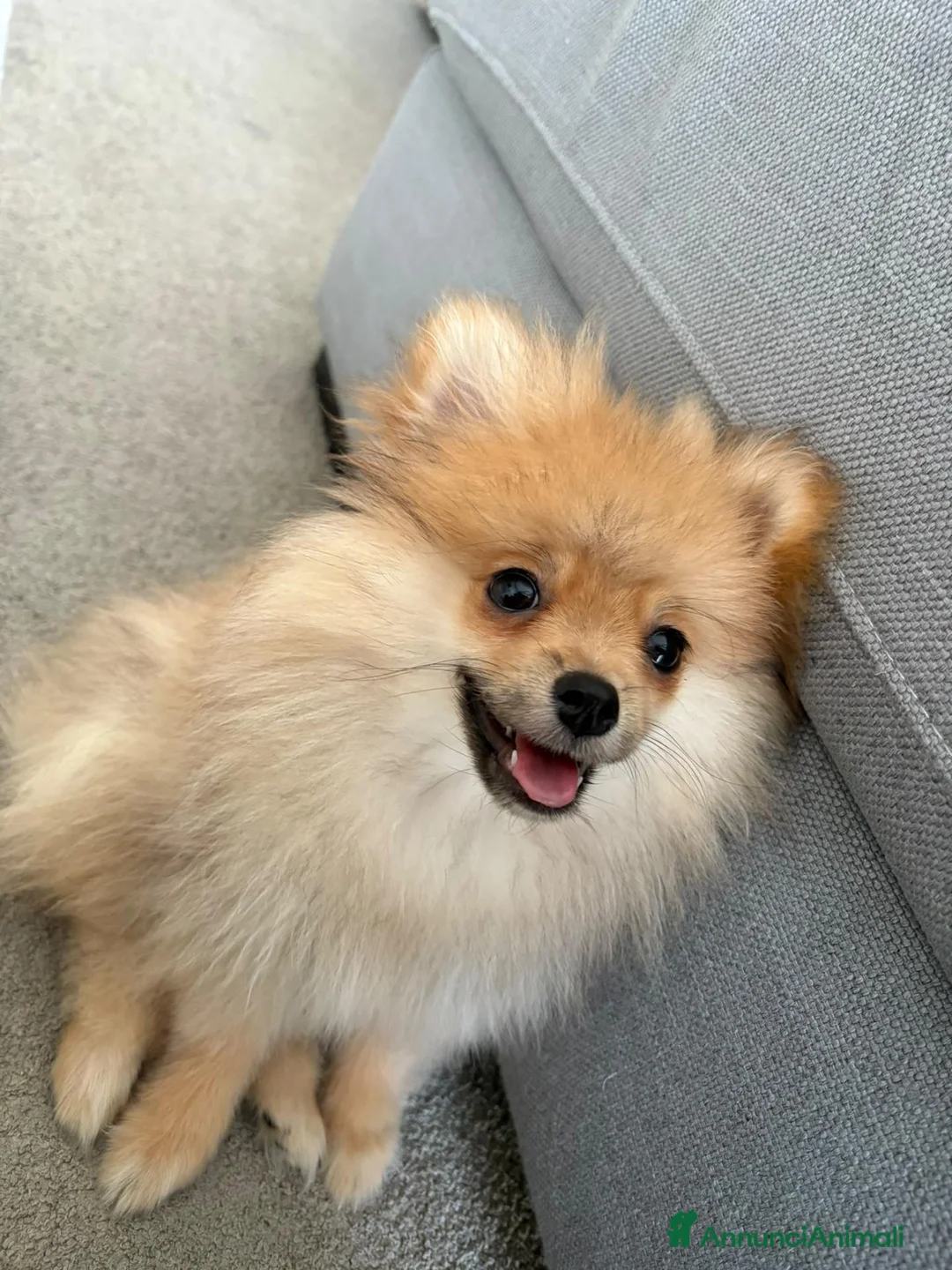 Spitz cani in vendita: Spitz pomerania a Città metropolitana di Catania - Annuncio 1