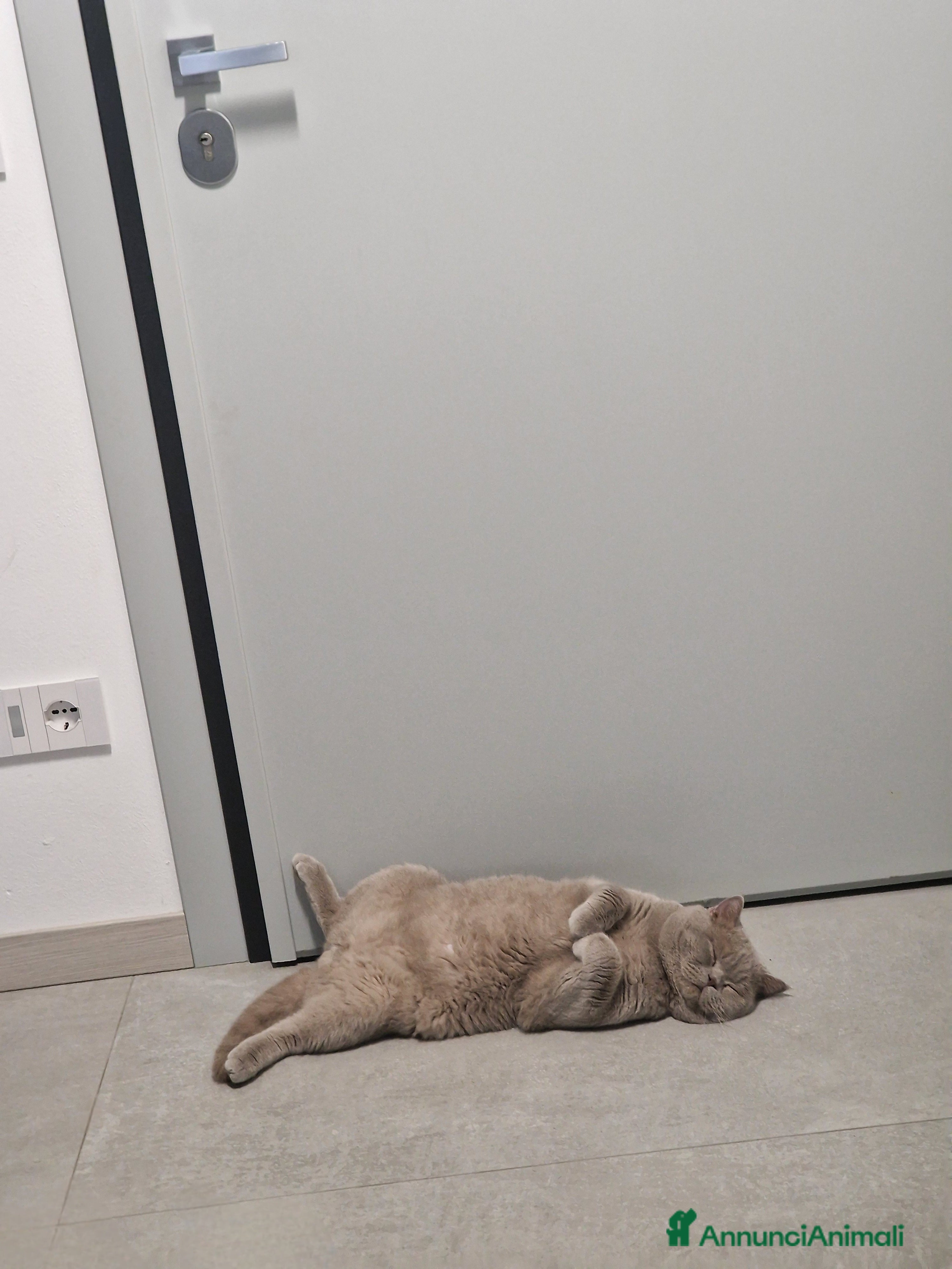 British gatti Maschio British per accoppiamento  - Annuncio 2