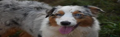 IRINA – femmina blue merle