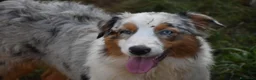 Australian Shepherd cani in vendita: Australian Shepherd pedigree ENCI - Annuncio 11