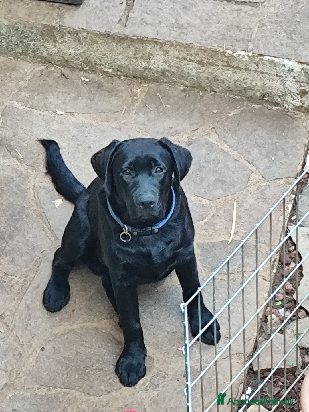 Labrador cani in vendita: Labrador  - Annuncio 2