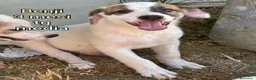 Meticcio cani in regalo: Cuccioli tenerissimi in cerca di casa  - Annuncio 1