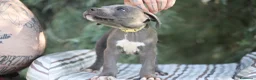 Pitbull cani in vendita: Cuccioli di Pit Bull Blue Nose anche a rate - Annuncio 16