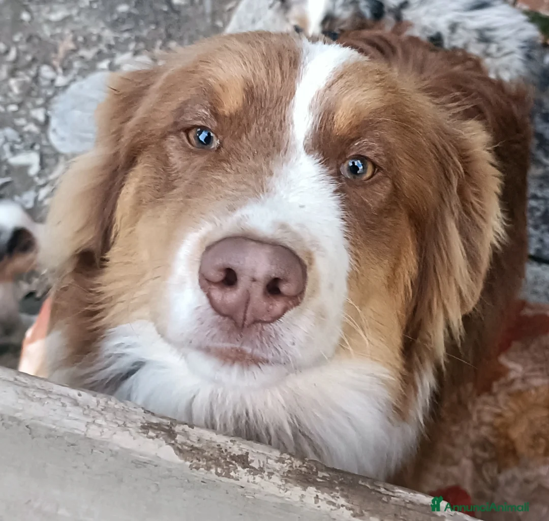 Australian Shepherd cani in vendita: Cuccioloni di pastore australiano con pedigree  - Annuncio 4
