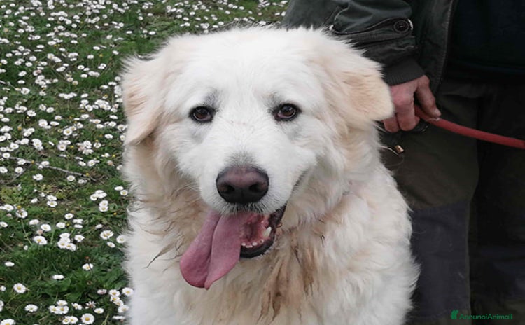 Meticcio cani a Città metropolitana di Roma Capitale - Annuncio 11