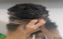 Pastore Tedesco cani in vendita: cuccioli di pastore tedesco a Provincia di Ancona - Immagine 5
