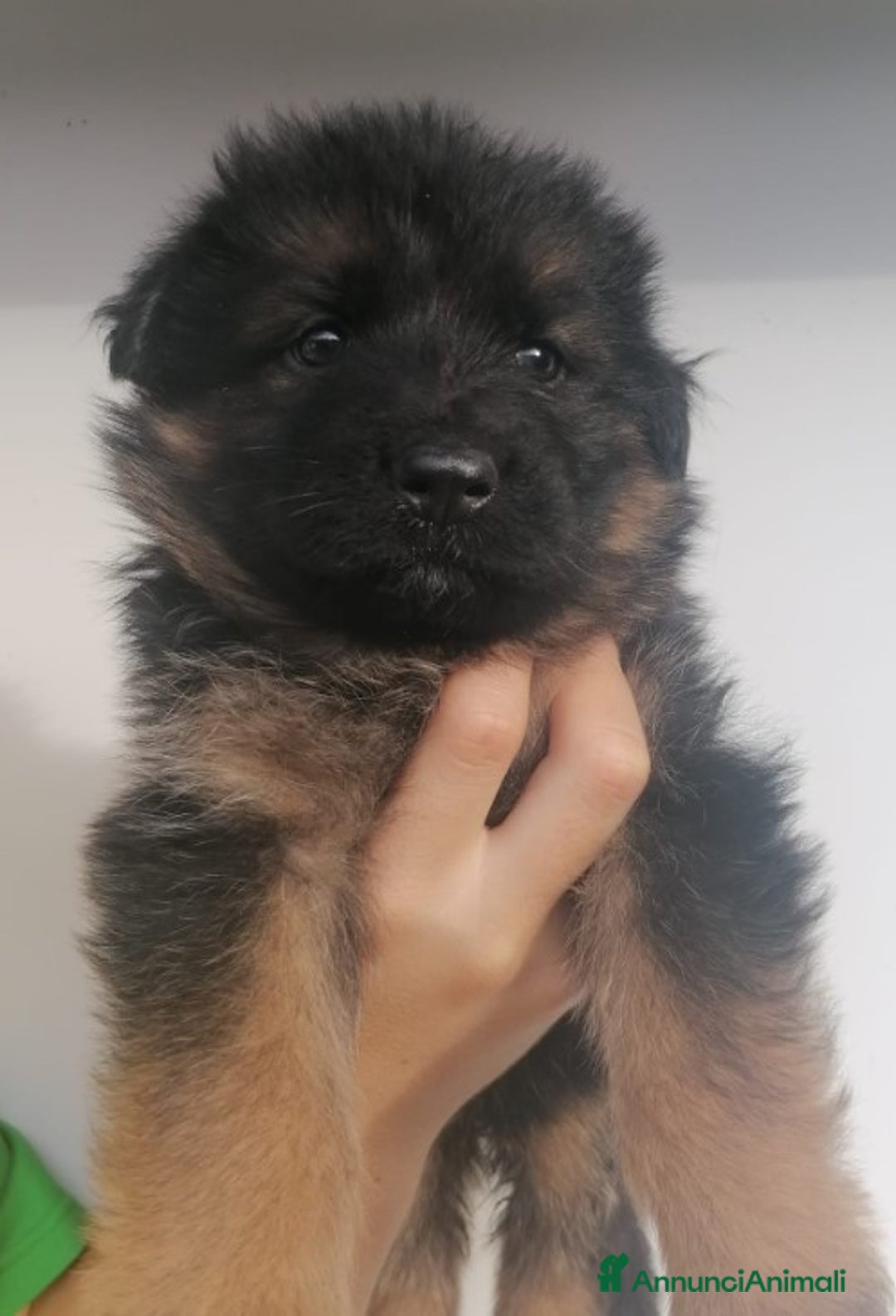 Pastore Tedesco cani in vendita: cuccioli di pastore tedesco a Provincia di Ancona - Immagine 5