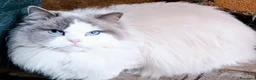 Ragdoll gatti in vendita: Ragdoll cuccioli con pedigree  - Annuncio 6