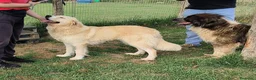 Meticcio cani in regalo: Astra, derivata Golden retriever in adozione - Annuncio 8
