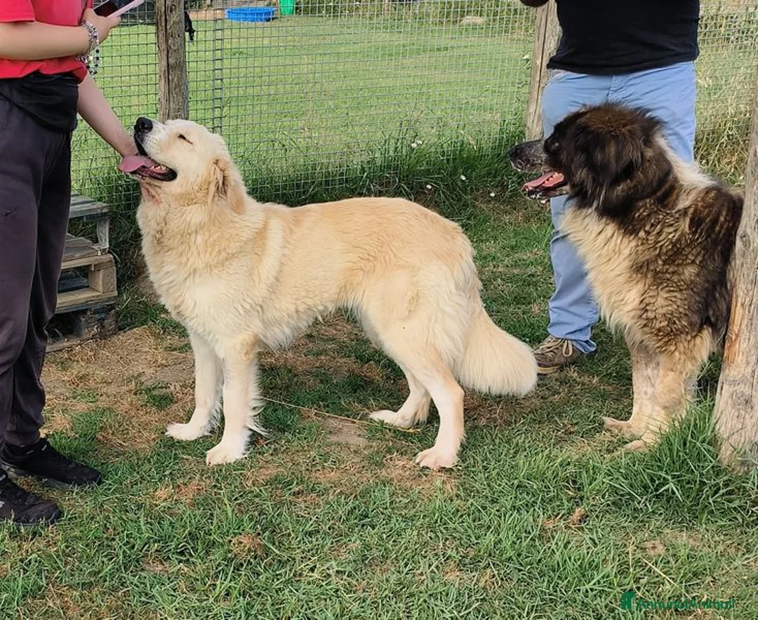 Meticcio cani in regalo: Astra, derivata Golden retriever in adozione - Annuncio 8