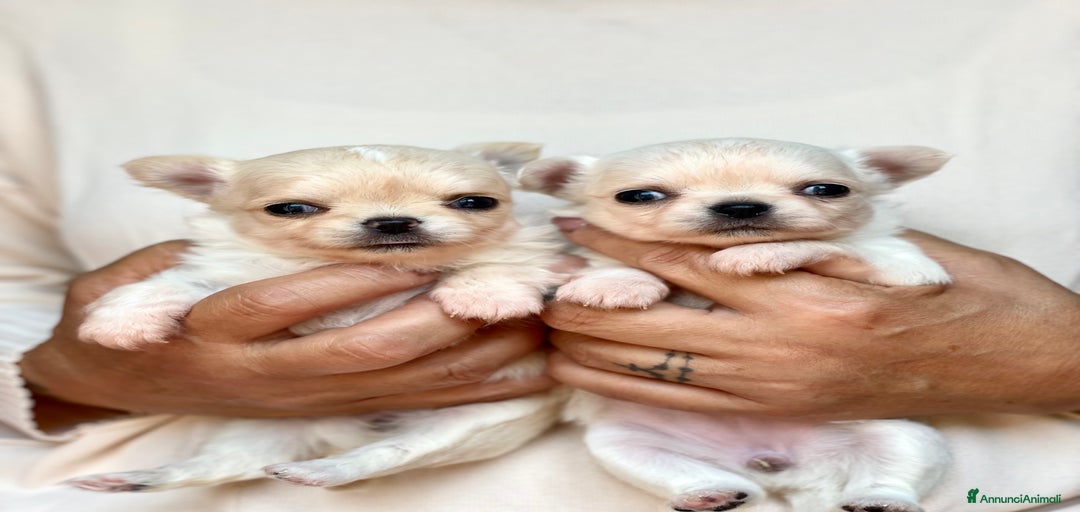 Immagine della galleria {{count}}