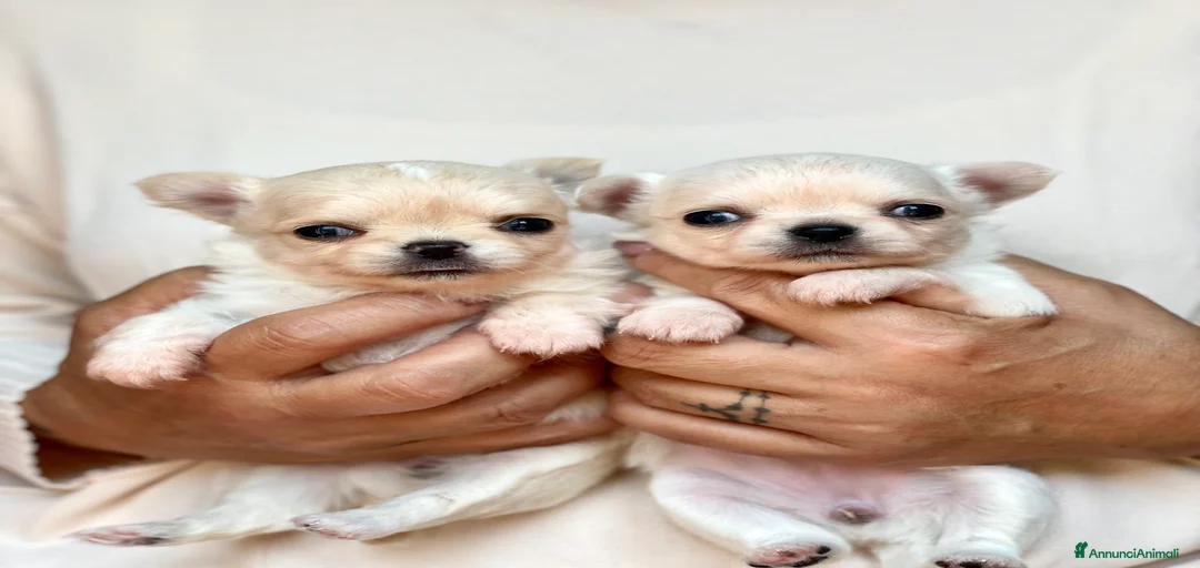 Immagine della galleria {{count}}